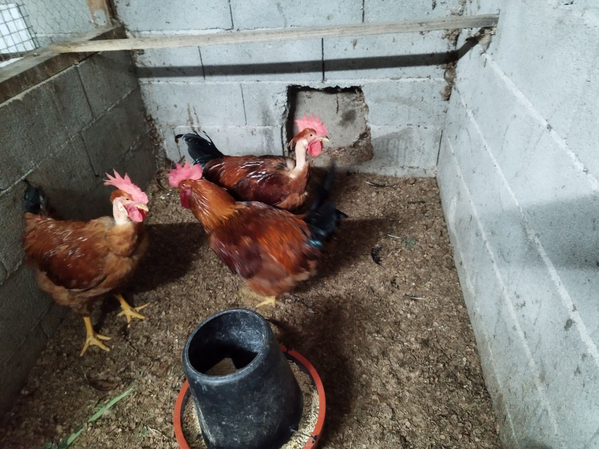 Galos vermelhos  caseiros