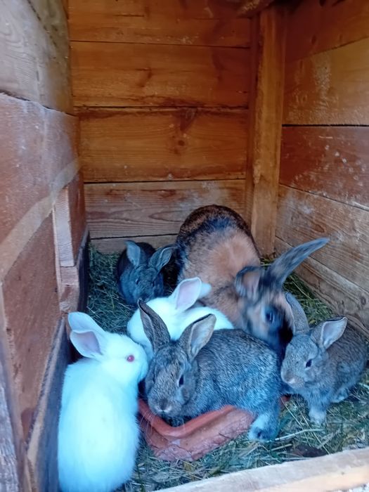 Sprzedam samice Rex z małymii