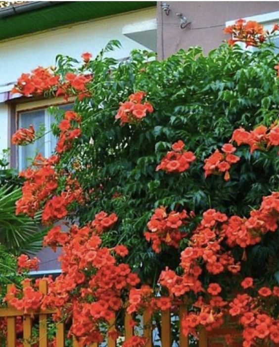 Кампсіс помаранчевий 5 років