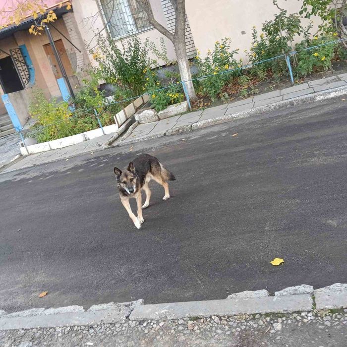 Замечена собака Космос,Пески