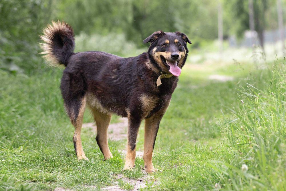 Веселуха Ріка чекає на вас