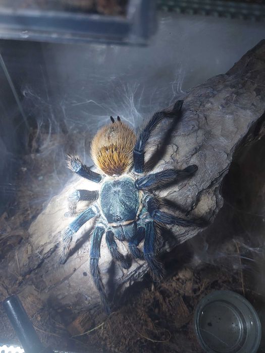Ptasznik Pająk Chromatopelma cyaneopubescens samica z terraraium