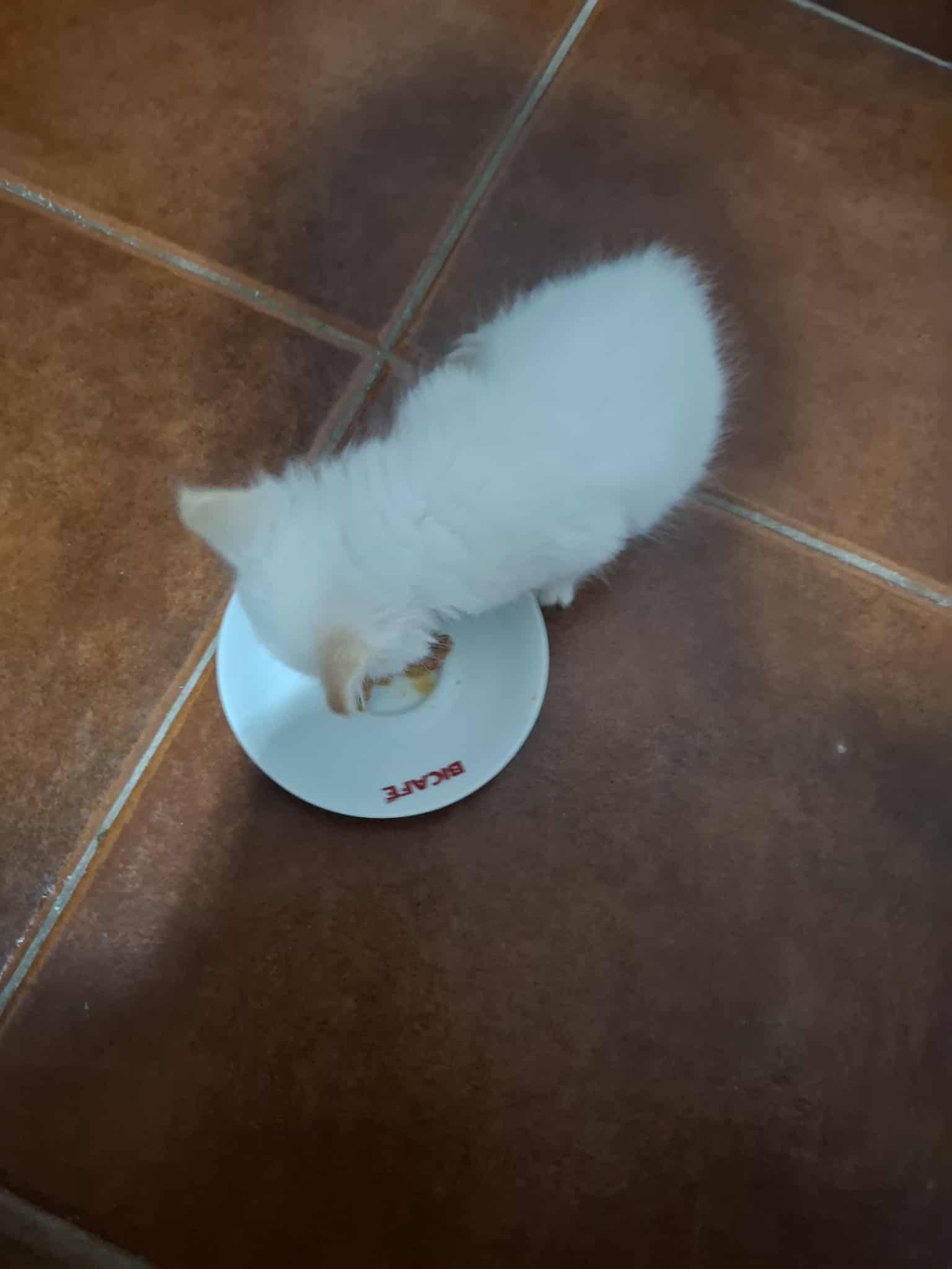 Gatinha branquinha