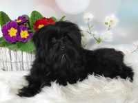 MALTIPOO unikatowa sunia