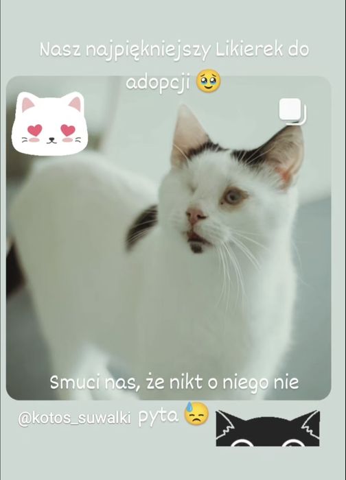 Cudowny niewidomy kocurek potrzebuje domu