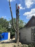 Спил деревьев любой сложности