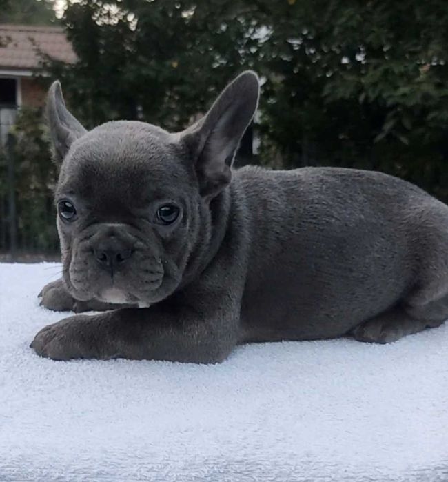 Мальчики и девочки французского бульдога