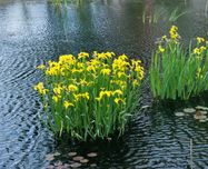 Ірис водний жовтий мілководдя біоплато