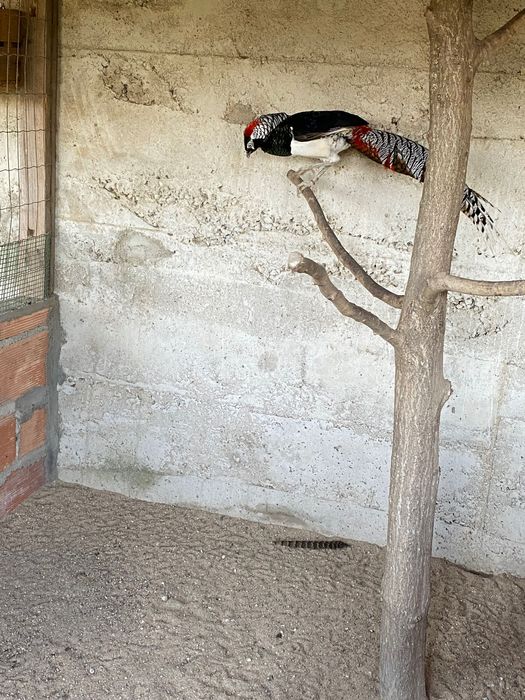 1 macho faisao lady puro