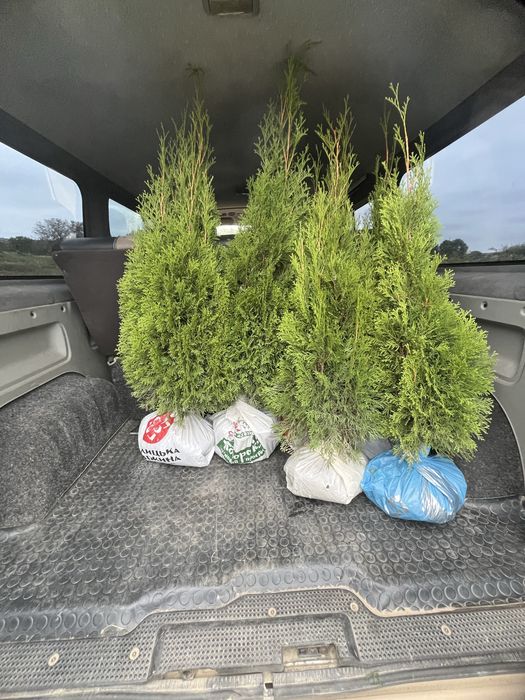 Туї Смарагд АКЦІЯ