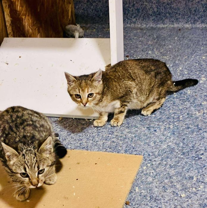 Kocięta szukają domków tymczasowych