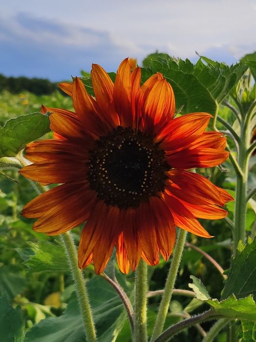 Słonecznik ozdobny MIX ODMIAN, TAYIO