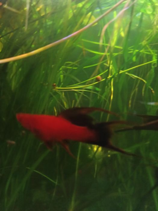 Єлодея канадская 10грн