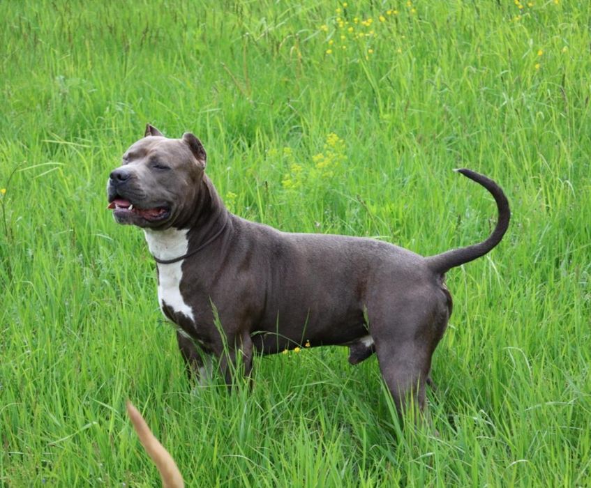 Копії Тата, цуценята Амстаффа.  Можно забирати..