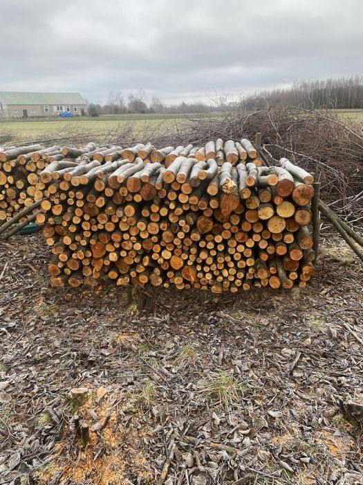 Drzewo Olszyna 100 m