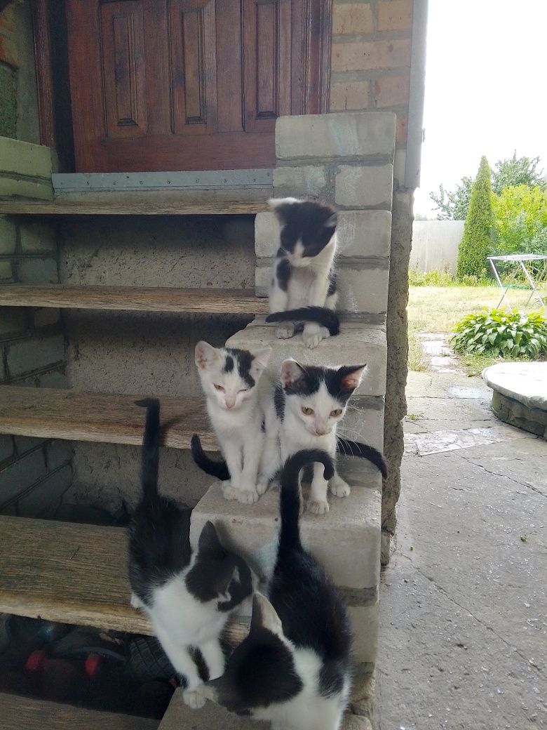Отдам в хорошие руки
