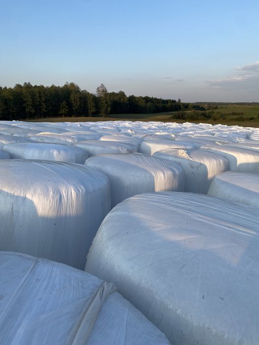 Bele z kukurydzy, kiszonka z kukurydzy z transportem