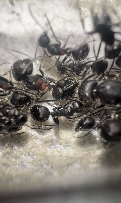 Екзотичні мурахи Camponotus mutilarius (xiangban)