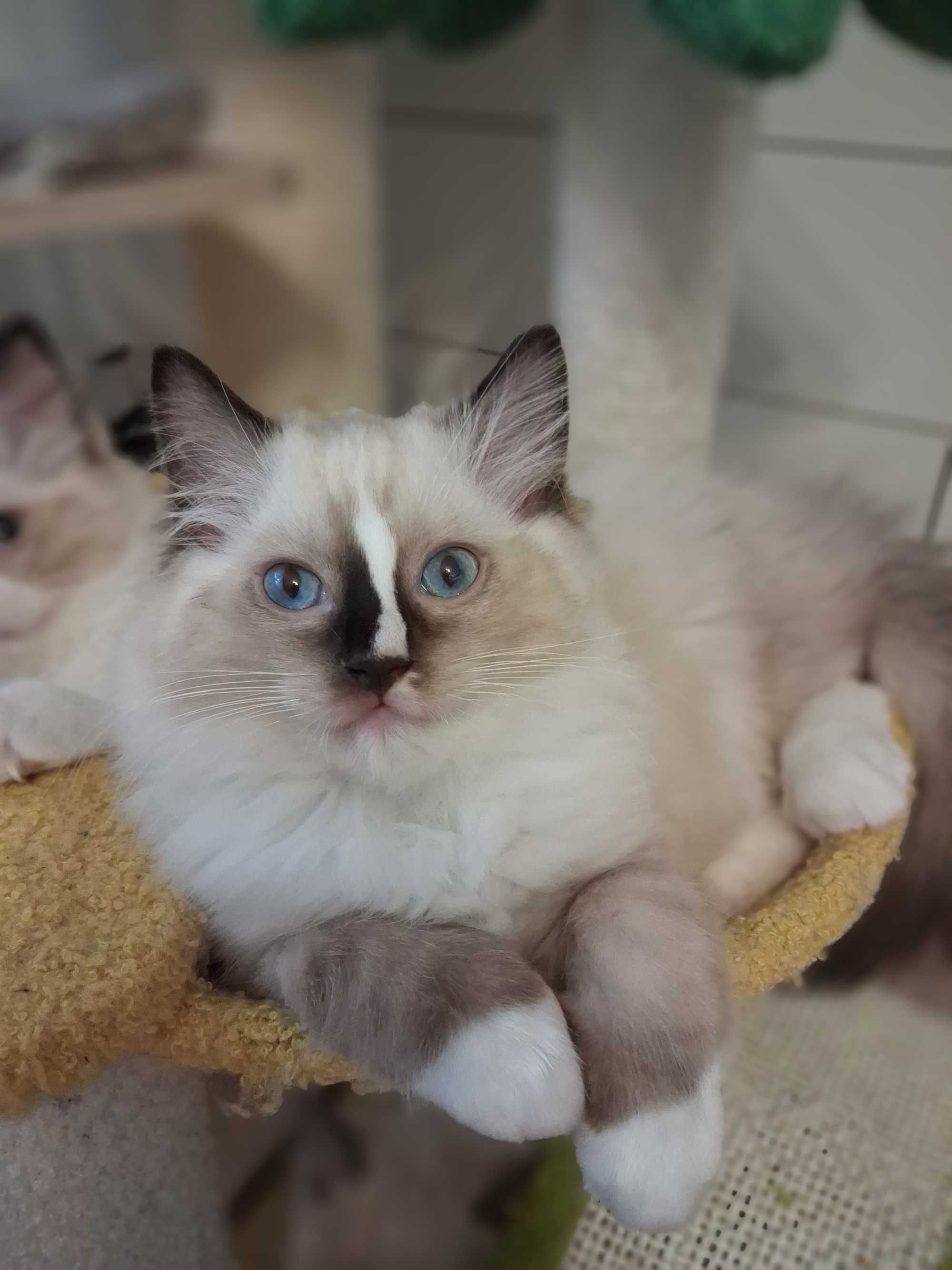 Kotek ragdoll - legalna hodowla od INŻ.ZOOTECHNIKA