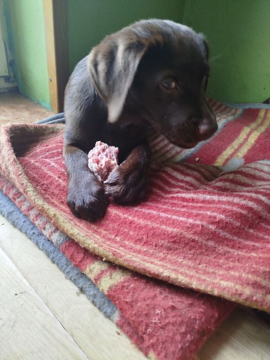 Szczeniak piesek labrador retriever rodowodowy FCI