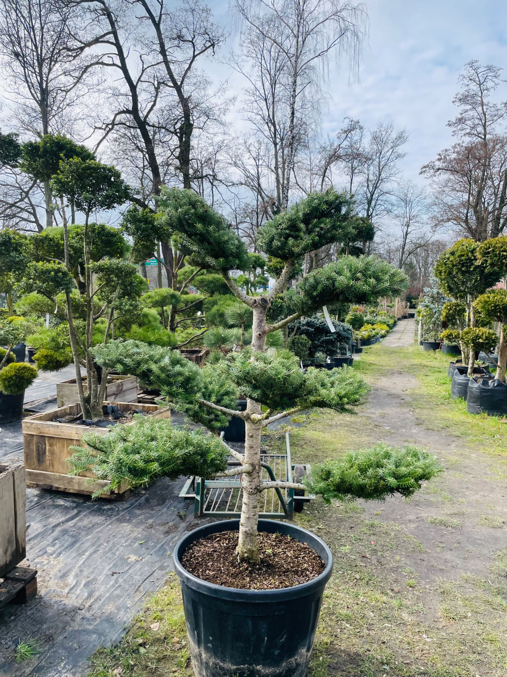 Sosna formowana bonsai