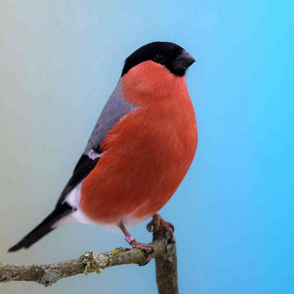 Aves  de Fauna anilhadas2024/2025