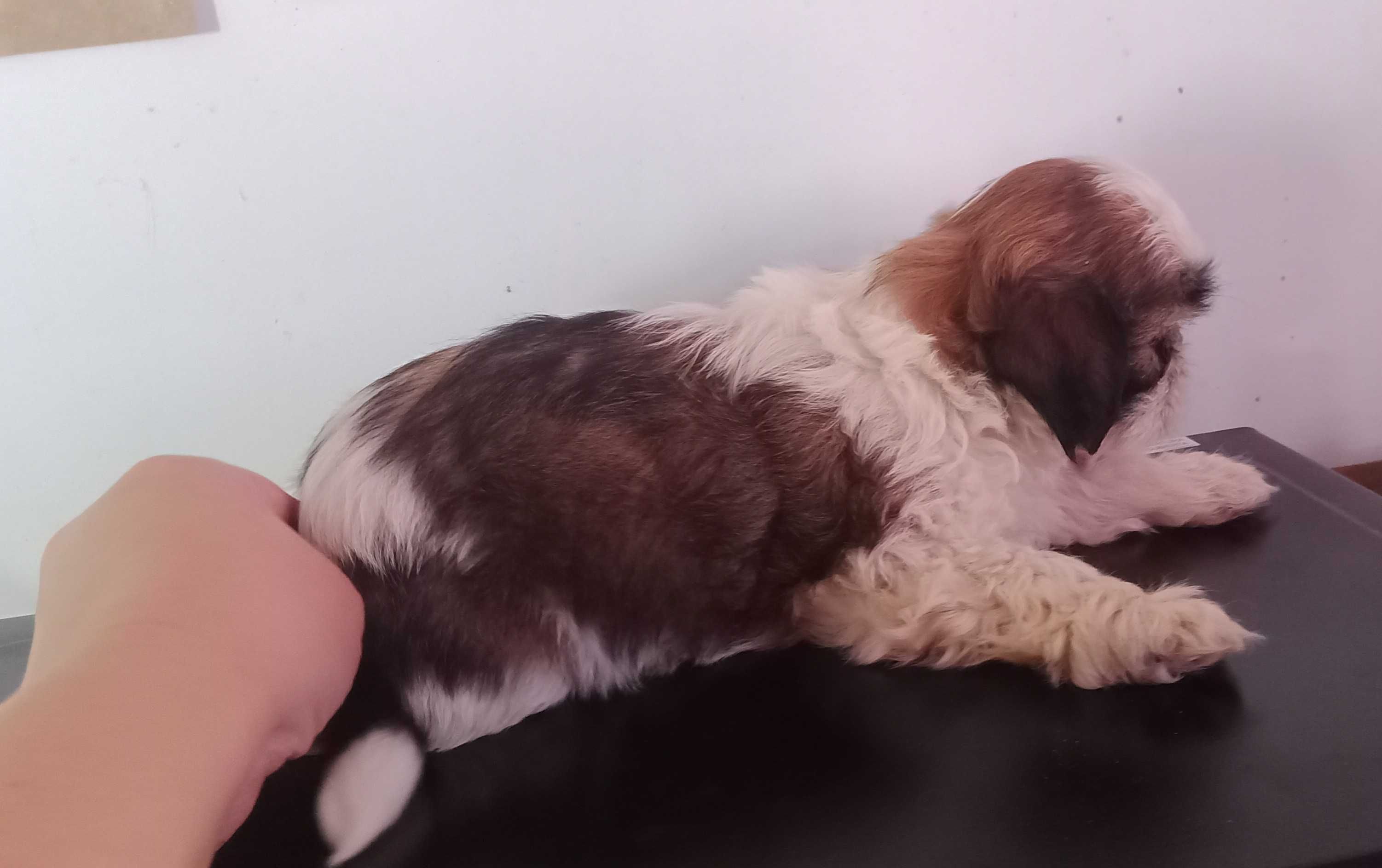 Shih-tzu com LOP porte mini