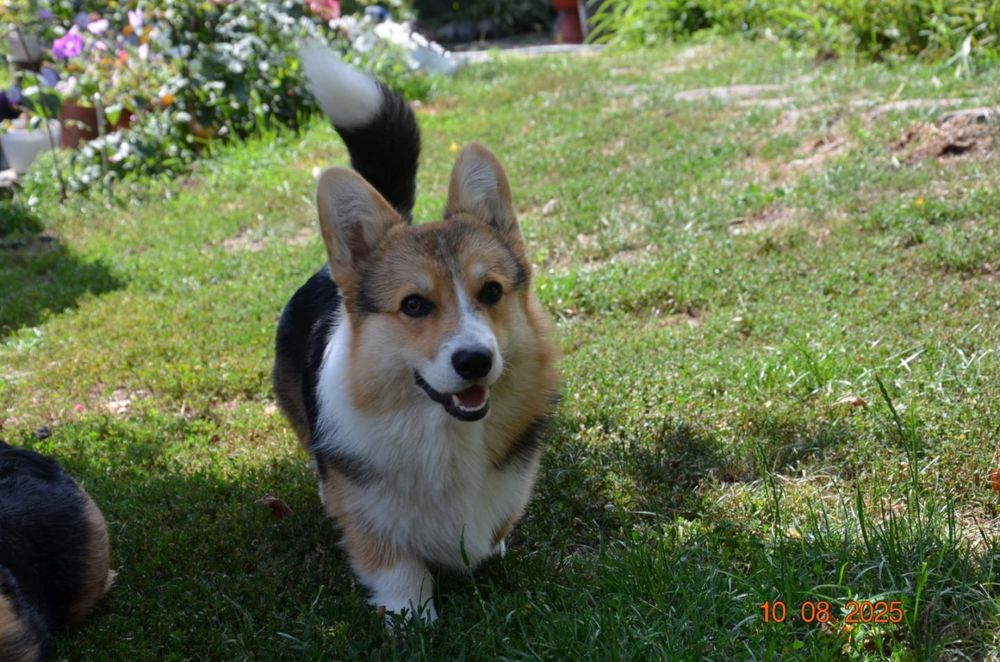 Хлопчик триколор вельш коргі пемброк