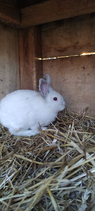 Królik samiec wiek 4 miesiące