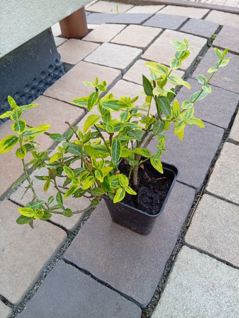 Trzmielina sadzonka