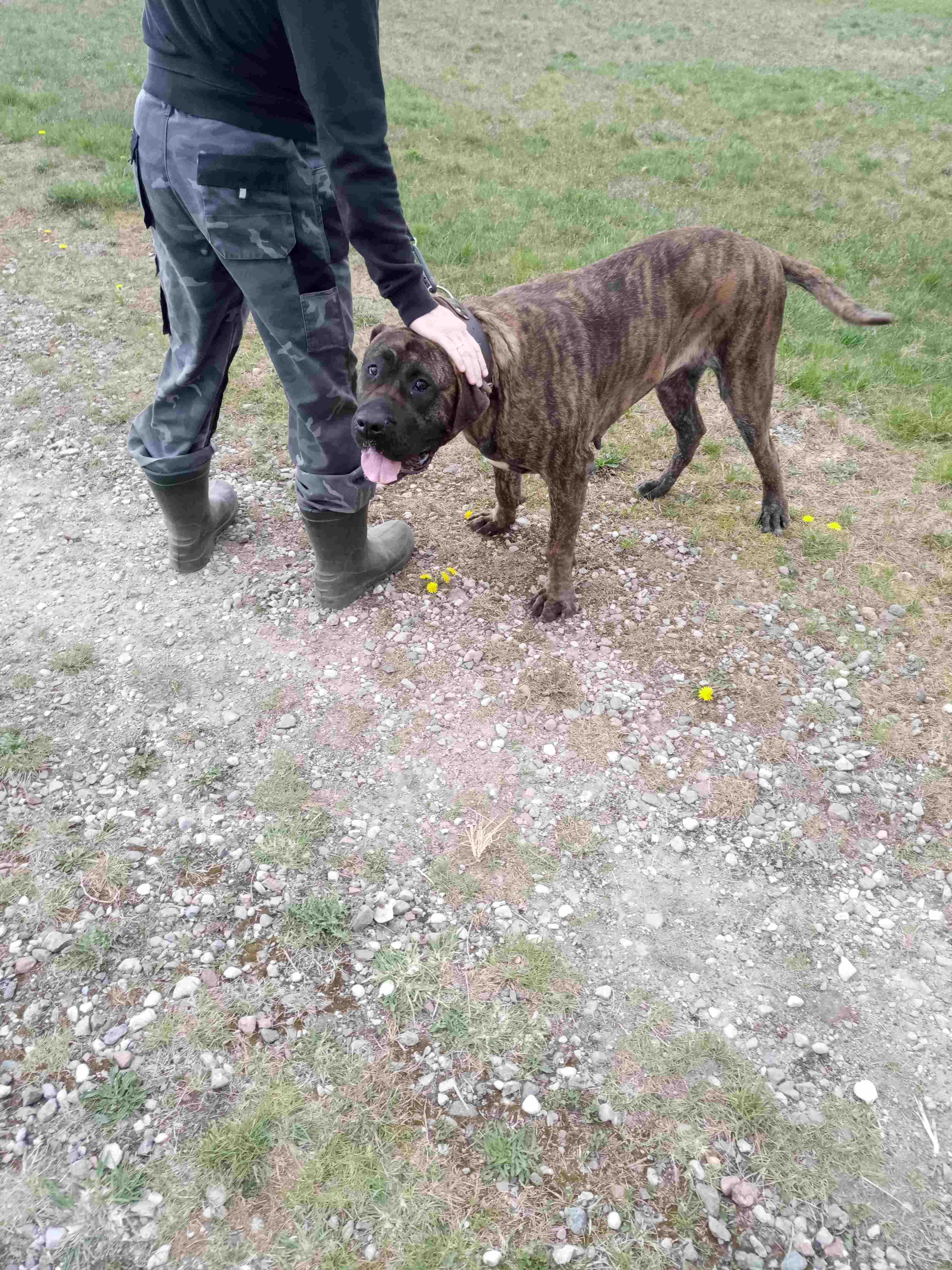 Oddam dużą, zdrową suczkę w typie Cane Corso