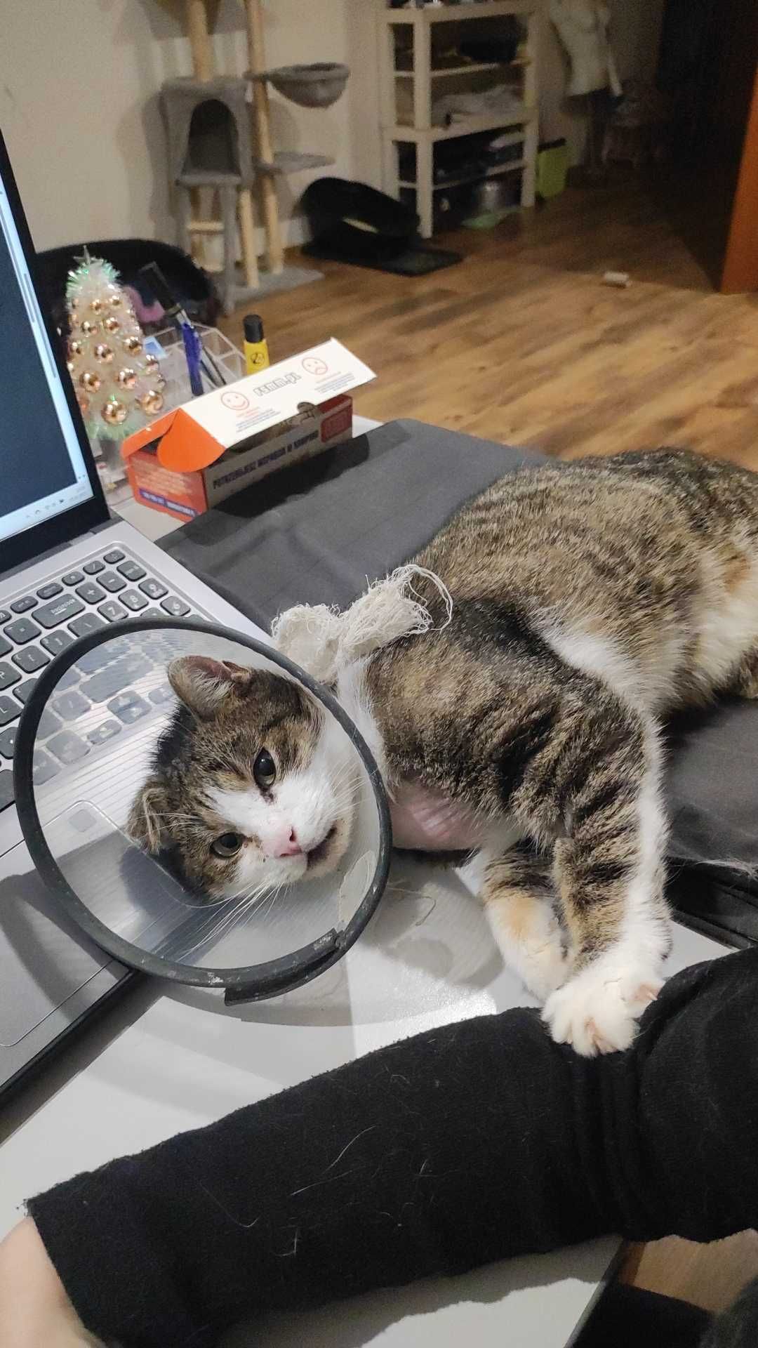 Kefirek poleca się do adopcji