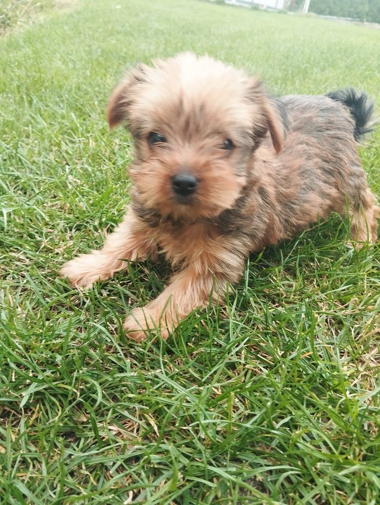 Yorkshire terrier piesek