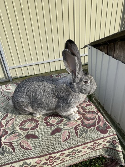 Кролики Бельгійський Шиншиловий