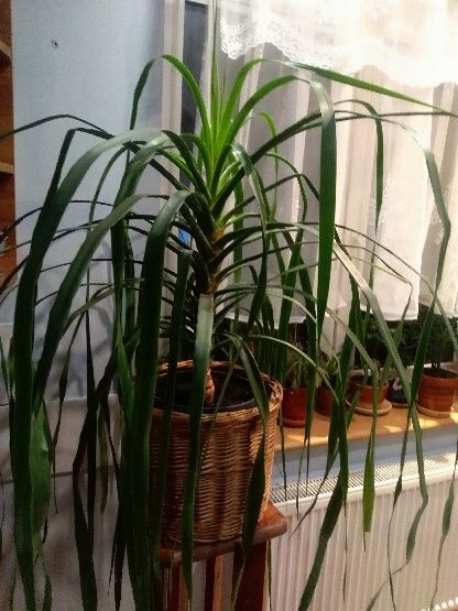 Dracena, smocze drzewoko, 80 cm