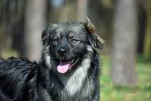 Radosny, aktywny pies do adopcji - Meksyk!