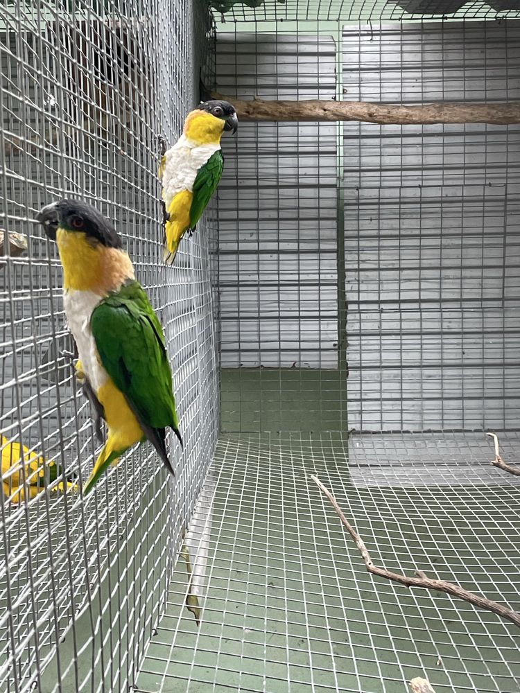 Casal Pionites pallidus reprodutor