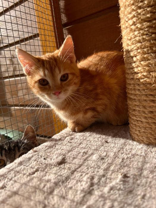 Małe kotki czekają na domy w schronisku