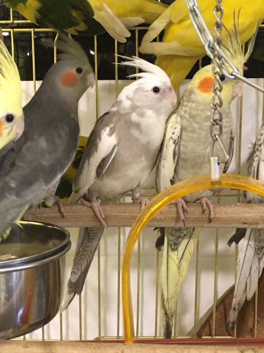 Різнобарвні молоді папуги німфи