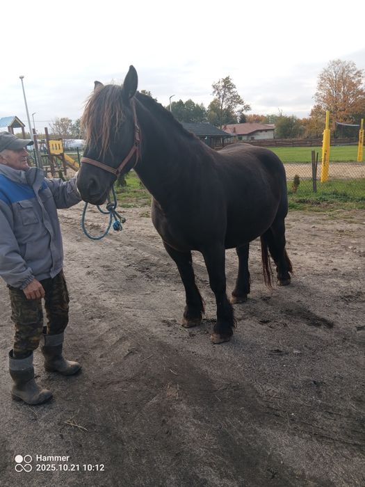 Sprzedam klacz zimnokrwistą , źrebna