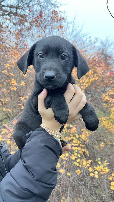 ЩЕНКИ от мамы лабрадора осталось всего ДВА щенка!!!