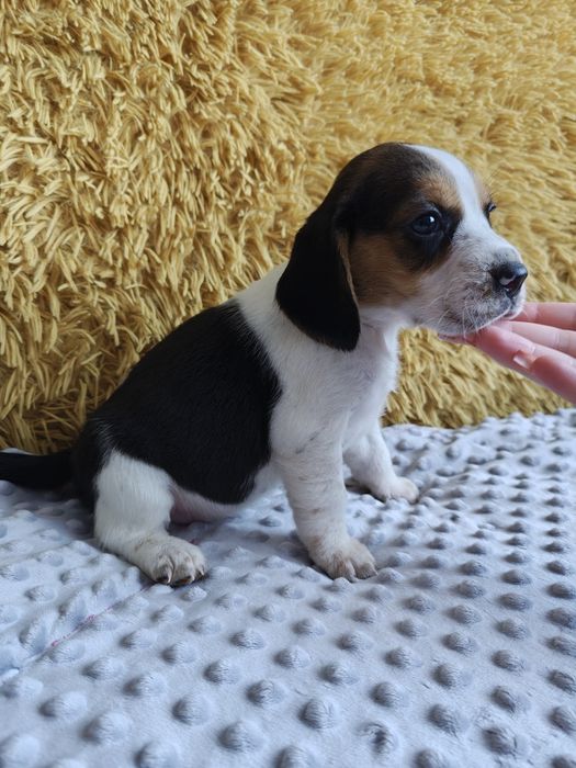 Beagle tricolor suczka