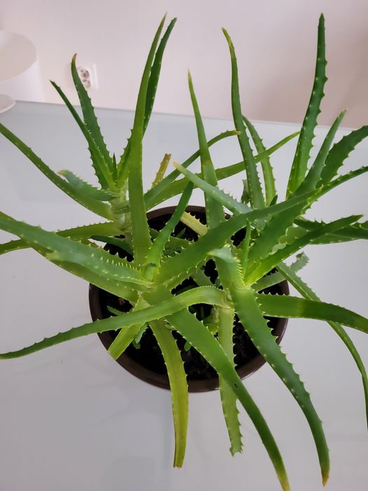Aloes 4 sadzonki