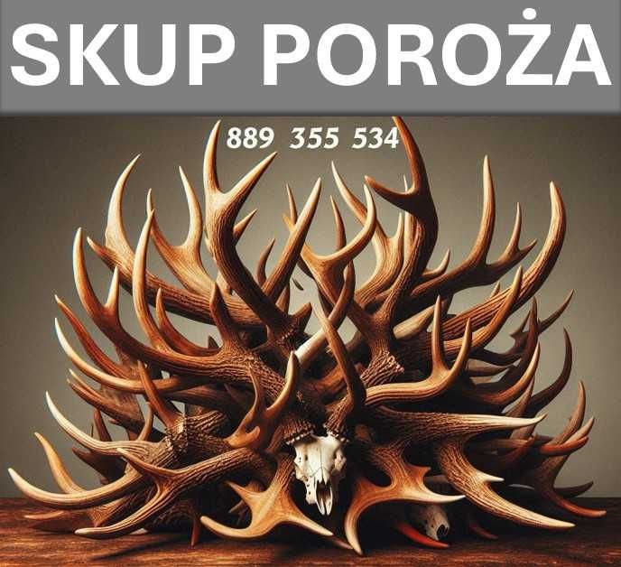 Skup poroża rogów poroże PAROSTKI KOZIOŁKI jelenia daniela łosia