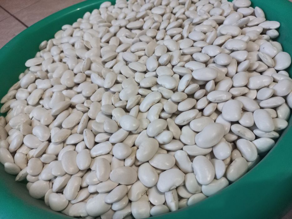 10kg fasola półtyczna ekologiczna