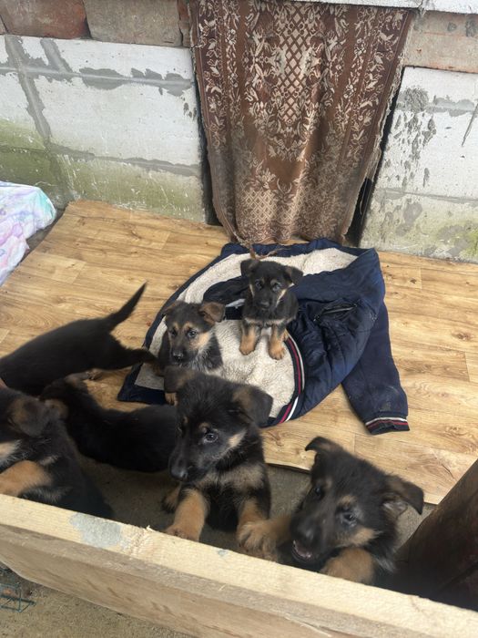 Цуцики породи Німецька Вівчарка