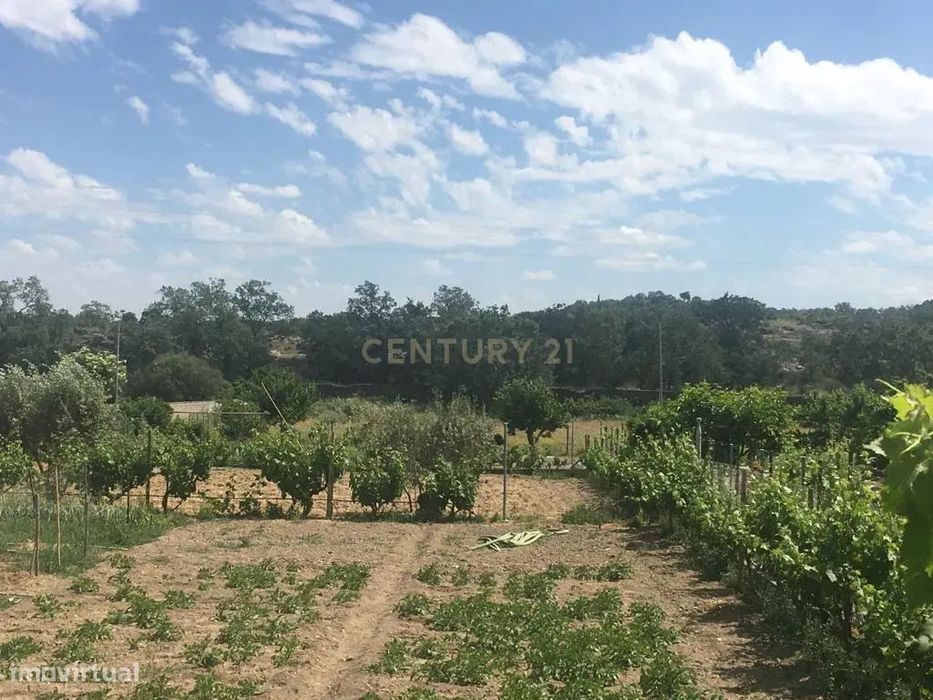 Terreno Rústico em Castelo Branco com Jardim e Vista Campestre