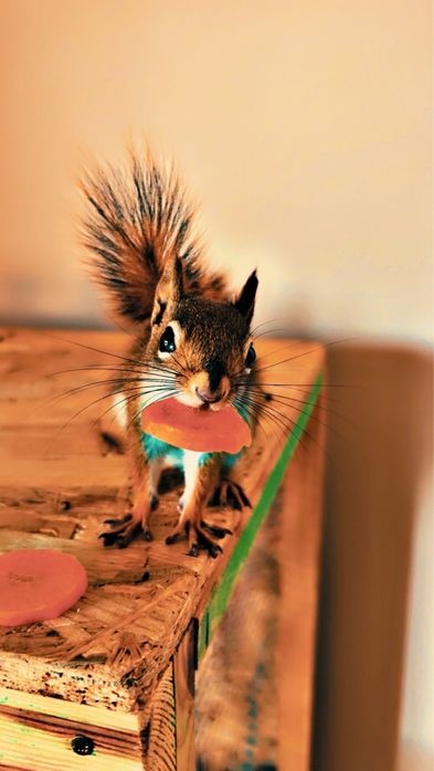 Wiewiorka Hudsona - dwa samce