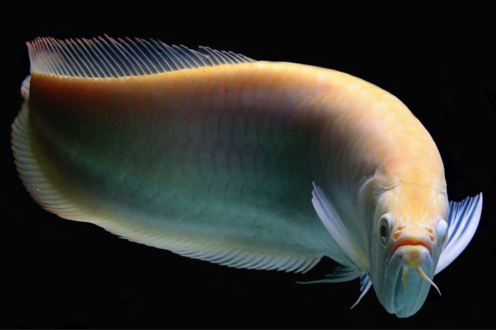 Arowana albina (banana)