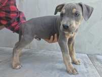 American Staffordshire Terrier